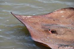 Dasyatis guttata