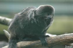 Tier- und Freizeitpark Thüle