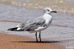 Leucophaeus atricilla atricilla