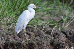 Egretta thula thula