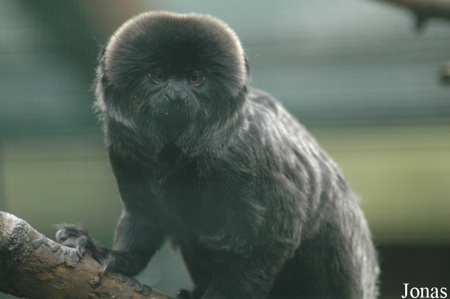 Tier- und Freizeitpark Thüle