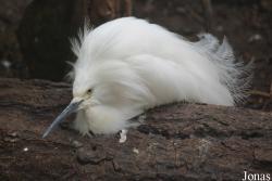 Egretta thula