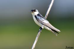 Tachycineta albiventer