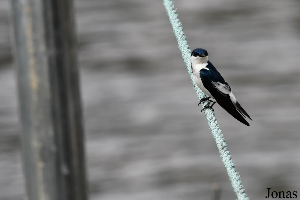 L'Oiseau de Paradis