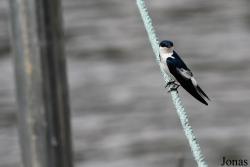 L'Oiseau de Paradis