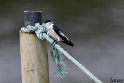 L'Oiseau de Paradis