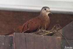 L'Oiseau de Paradis