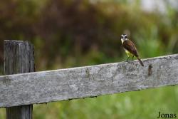L'Oiseau de Paradis