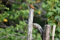 L'Oiseau de Paradis