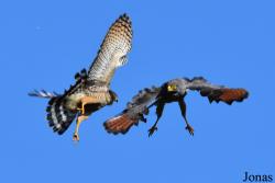 Rupornis magnirostris magnirostris