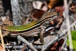Kentropyx striata