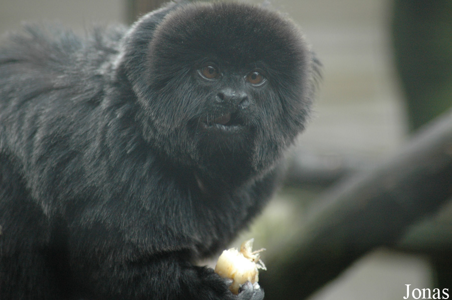Tier- und Freizeitpark Thüle