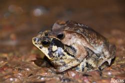 Rhinella margaritifera