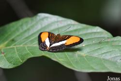Limenitidinae