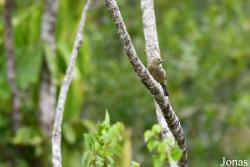 Thraupis palmarum melanoptera