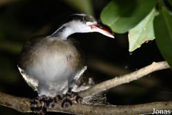 Heliornithidae