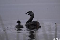Podilymbus podiceps antarcticus