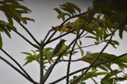 Conopias parvus