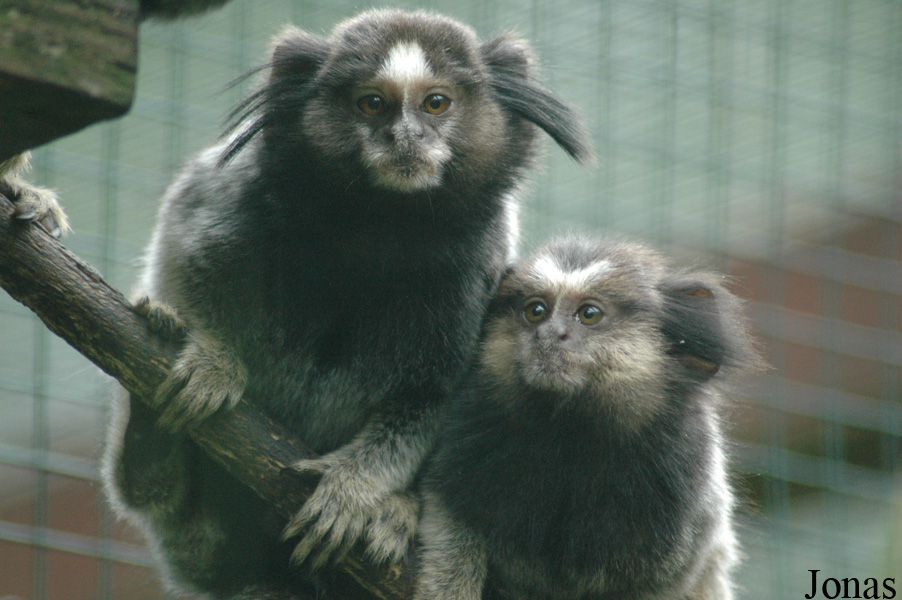 Tier- und Freizeitpark Thüle