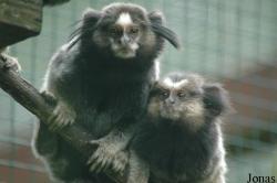 Tier- und Freizeitpark Thüle