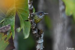 Todirostrum maculatum maculatum