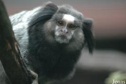 Tier- und Freizeitpark Thüle
