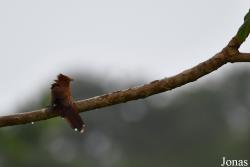 Coccycua minuta minuta