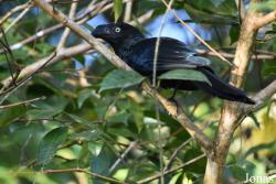Crotophaga major