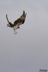 Pandion haliaetus ridgwayi
