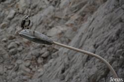 Pandion haliaetus haliaetus
