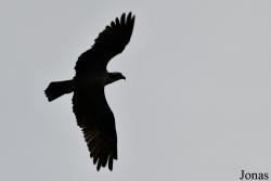 Pandion haliaetus carolinensis
