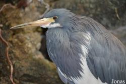 Egretta tricolor