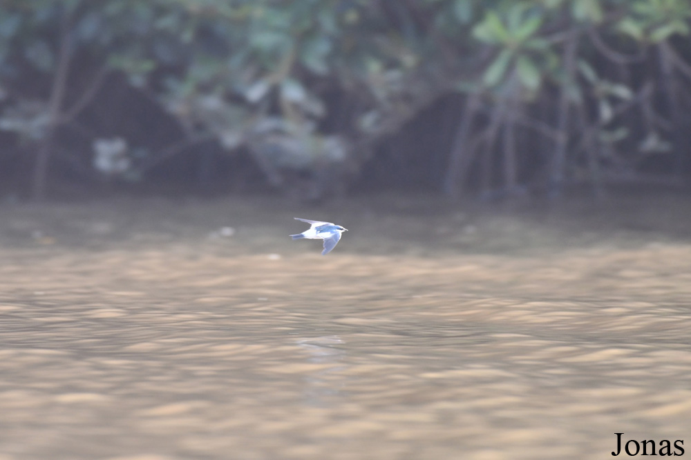 Fleuve Sinnamary