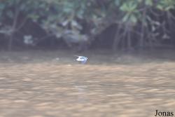 Fleuve Sinnamary