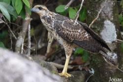 Buteogallus urubitinga urubitinga