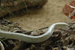 Pseudopus apodus