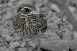 Burhinus oedicnemus
