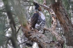 Spizaetus ornatus