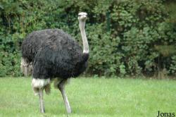 Struthio molybdophanes