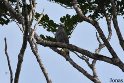 Buteo nitidus nitidus