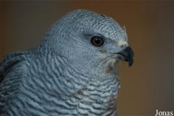 Buteo nitidus