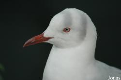 Laridae
