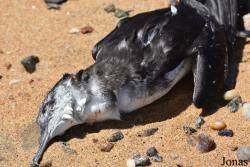 Puffinus puffinus