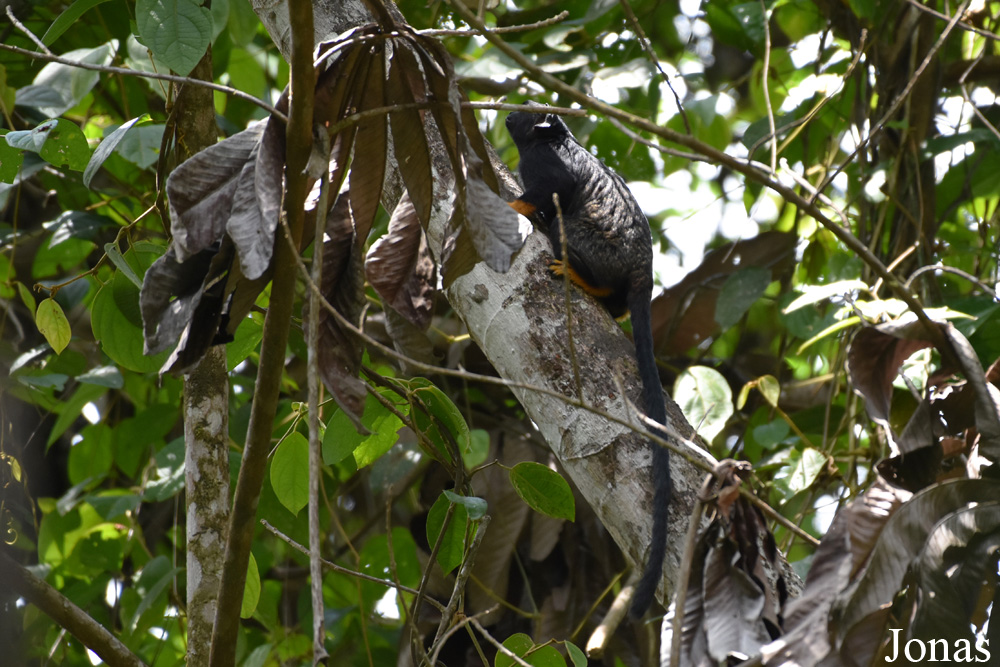 Amazone Nature Lodge