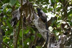 Amazone Nature Lodge