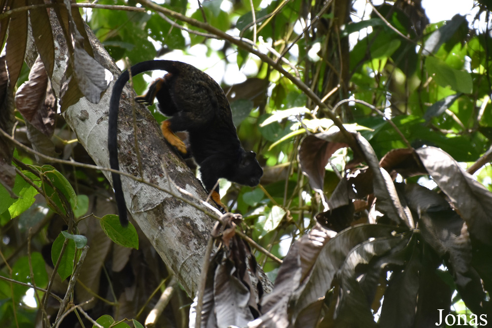 Amazone Nature Lodge