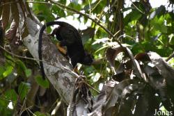 Amazone Nature Lodge