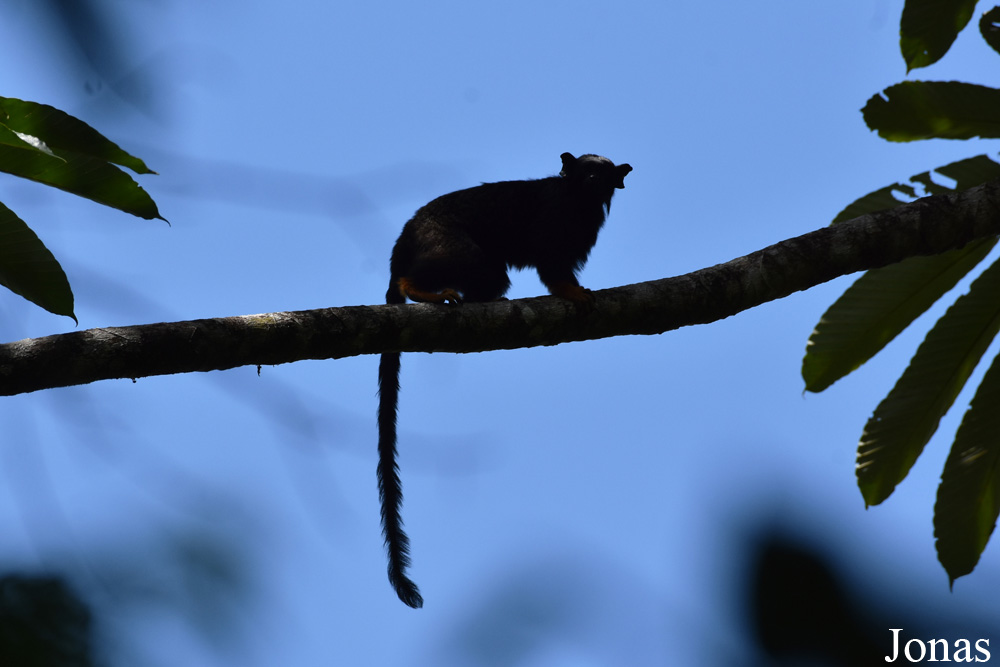Amazone Nature Lodge