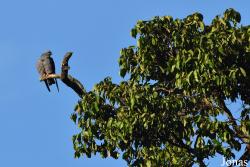 Amazone Nature Lodge