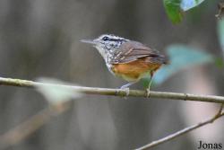 Thamnophilidae
